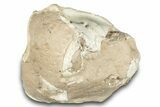 Fossil Oreodont (Leptauchenia) Skull - South Dakota #284205-7